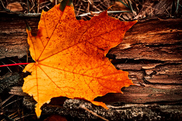 autumn leaves on black background