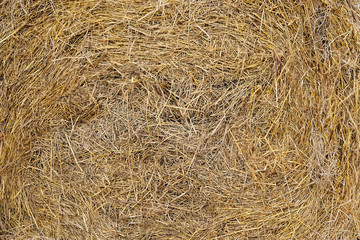 hay texture background. yellow dry haystack close up backdrop. Dry straw natural abstract background for design. harvest concept. close up.