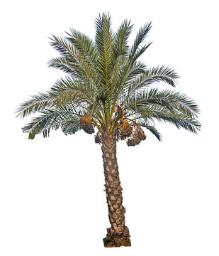 Close up of Date palm