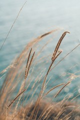 Tall isolated grass with blurred sea waves background