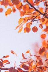 Fototapeta na wymiar Wild pear golden autumn leaves on light background