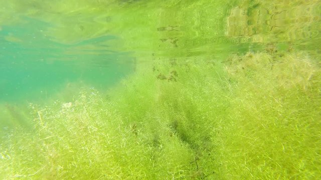Water-starwort growing in underwater in spring lake