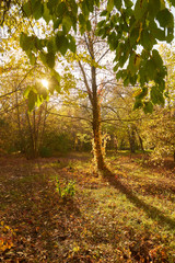 Beautiful romantic alley in a park with colorful trees and sunlight.