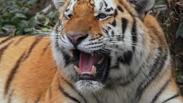 Siberian tiger (Panthera tigris altaica) calling for mate