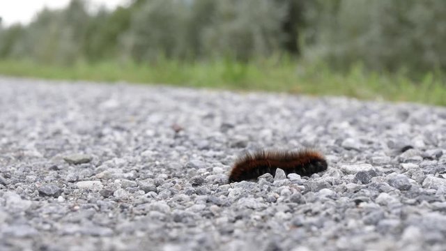 Fox moth (Macrothylacia rubi) caterpillar crawling on the gravel road. Still shot with the caterpillar crossing the gravel road on a sunny summer day.