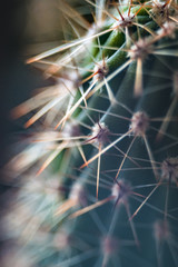 closeup of cactus