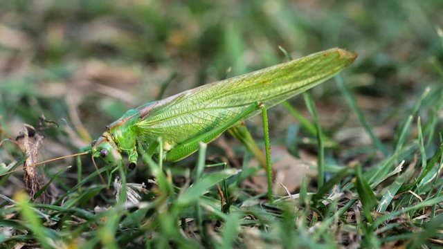 Big green locust female lays eggs