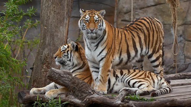 Siberian tiger family
