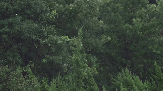 Forest trees swaying in stormy wind.