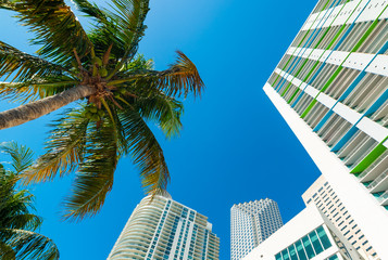 Skyscrapers and coconut palm trees in beautiful downtown Miami - obrazy, fototapety, plakaty