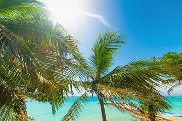 Fototapeta na wymiar Palm trees in beautiful La Datcha beach in Guadeloupe