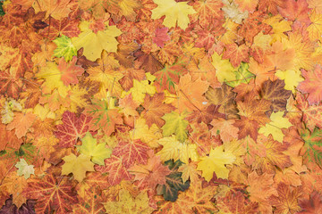 autumn maple leaves carpet; natural background