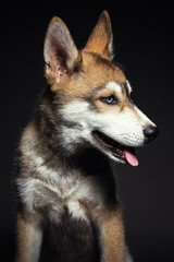 Retrato a cachorro en estudio 