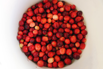 Container of fresh cranberries at a farmers market in Canada in the fall