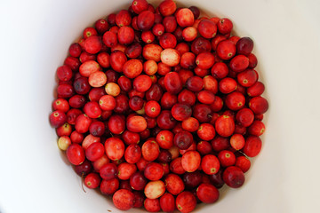 Container of fresh cranberries at a farmers market in Canada in the fall