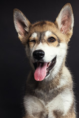 Retrato a cachorro en estudio 