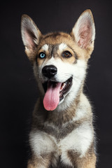Retrato a cachorro en estudio 