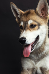 Retrato a cachorro en estudio 