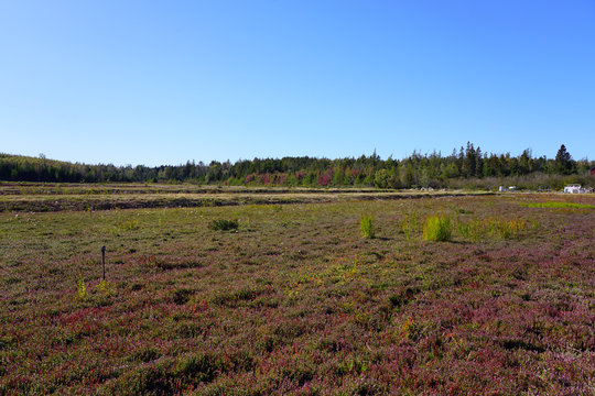 Fresh cranberry plants growing in a field in Canada in the fall