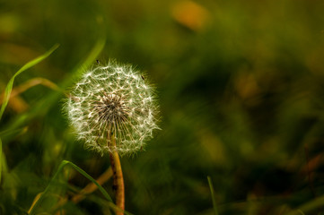 Close-up Dandelion seed head at blurred bokeh green grass background