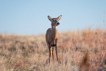 White-tailed deer in Denver, Colorado