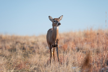 Naklejka na ściany i meble White-tailed deer in Denver, Colorado