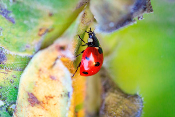 Macro of ladybug on a blade of grass