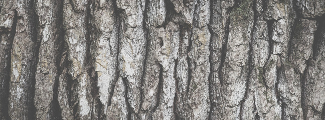Obraz premium Wide angle abstract background with matte effect, banner format. Texture of oak tree bark closeup