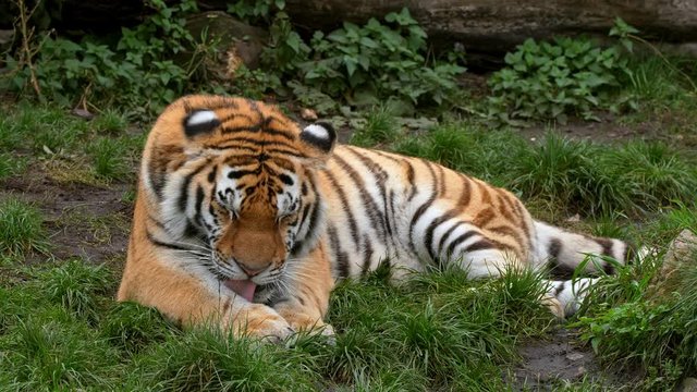 Siberian tiger lying on the ground