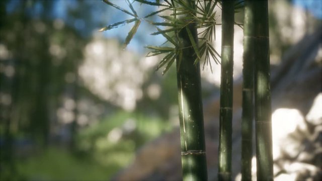 Green Bamboo trees forest background. Shallow DOF