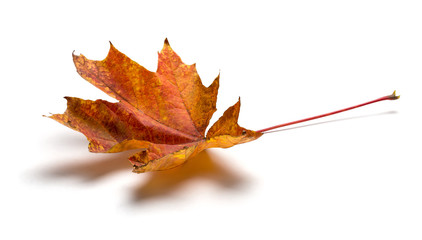 Bright autumn natural maple leaf in red-orange color isolated on a white background. Angled view.