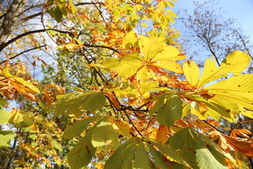 Yellow leaves, sunny day and blue sky