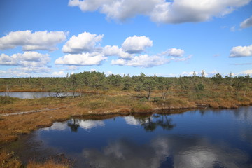 swamp autumn National Park Kemeri Latvia landscapes
