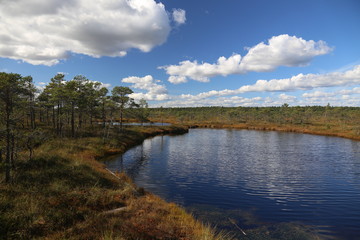 Fototapeta na wymiar swamp autumn National Park Kemeri Latvia landscapes