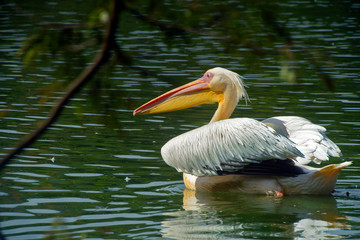 Great white pelican swimming on lake