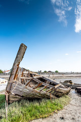 The Noirmoutier boats cemetery. The bow of the wreck of an old wooden fishing boat emerges on a bed of greenery that emerges from the mudflat at low tide