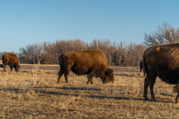 American bison grazing in open field