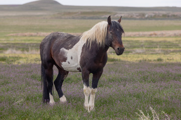 Majestic Wild Horse in the Utah Desert