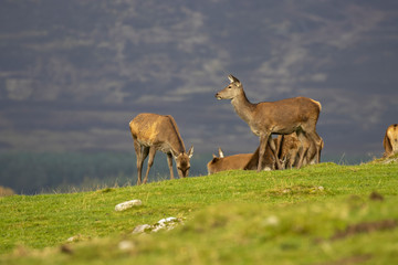 Naklejka na ściany i meble Red roe deer group, Cervus elaphus silhouetted against a mountainside on a sunny autumn day in the Scottish highlands.