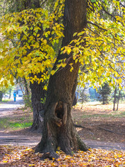 Allphotokz Wood 20041022 3776 Canon PSPro1