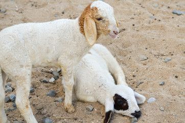 cute of little lamb in farm