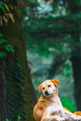 a photo of a mountain dog in shimla, himachal pradesh
