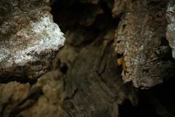 Textures of a Stump