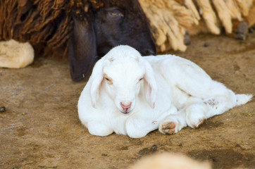 cute of little lamb in farm