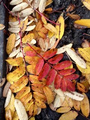  fallen red and yellow leaves of mountain ash with raindrops