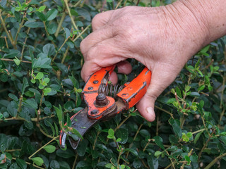 Hand of an older woman pruning flowers