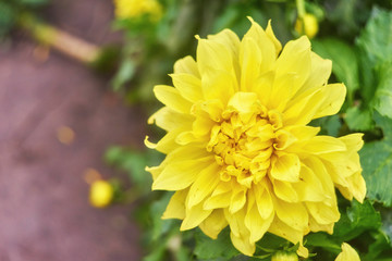 pale yellow chrysanthemum flower background