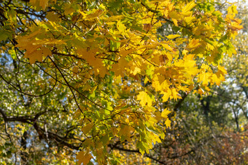 Yellow maple leaves as an autumn background