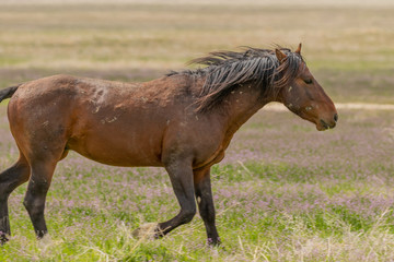 Naklejka na ściany i meble Majestic Wild Horse in the Utah Desert