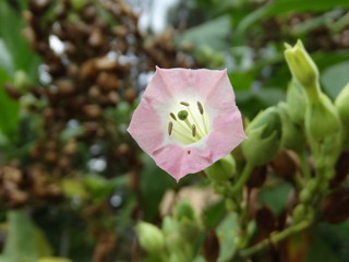 Tulipa pink flower amid green vegetation